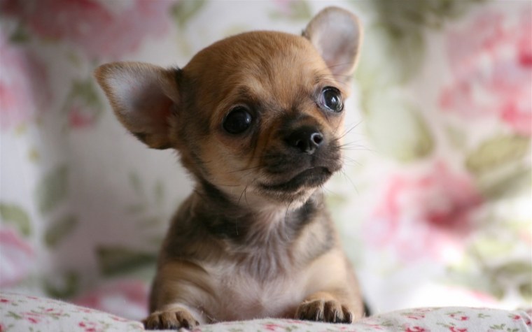 Чихуахуа гиджета