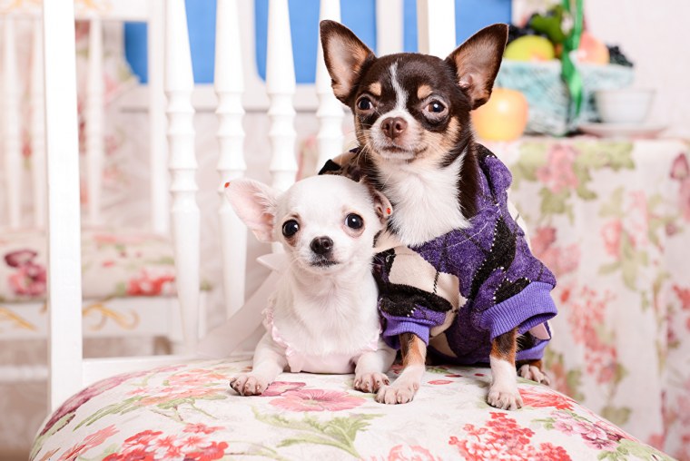 Дикие чихуахуа