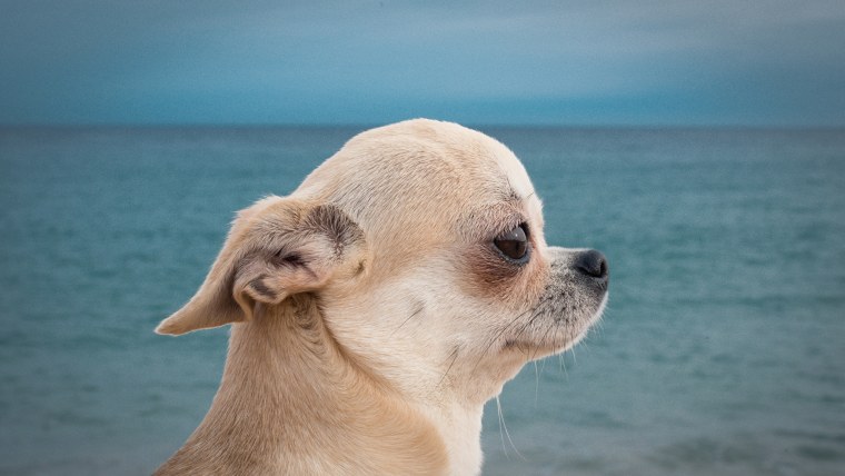 Карманные собачки