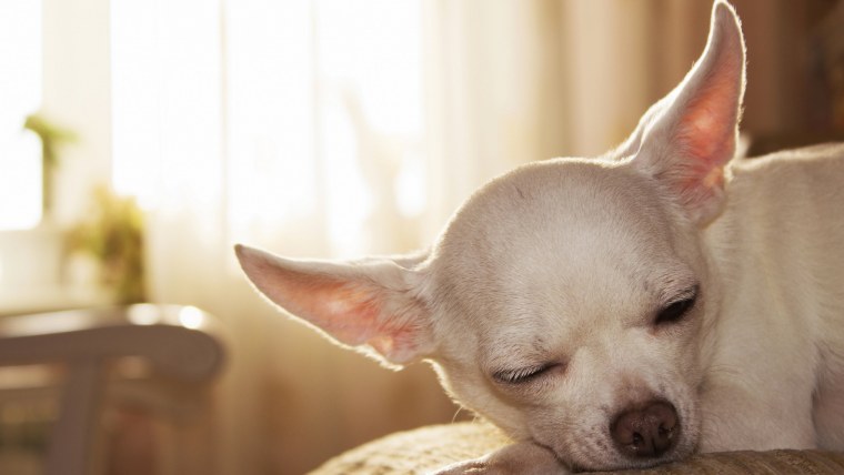 Американский чихуахуа