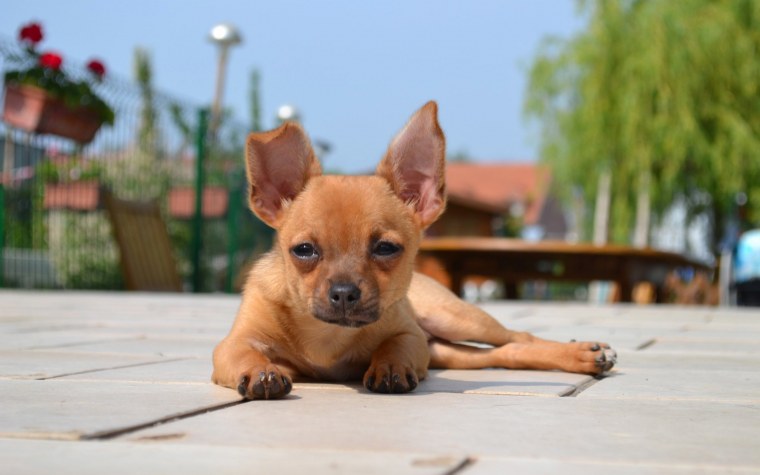 Огненная чихуахуа