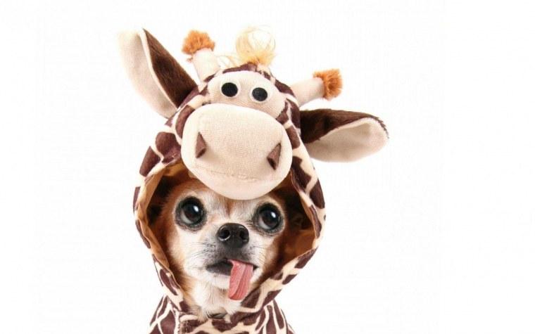 Кутята чихуахуа