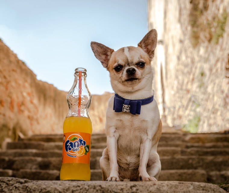 Королевский чихуахуа