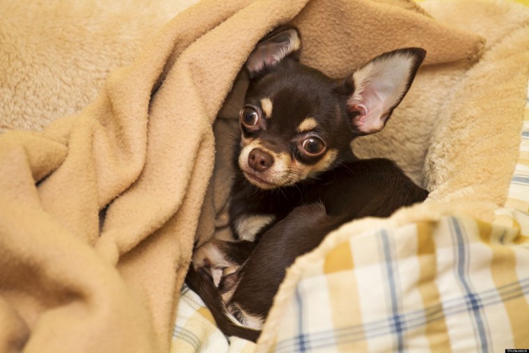 Порода чихуахуа