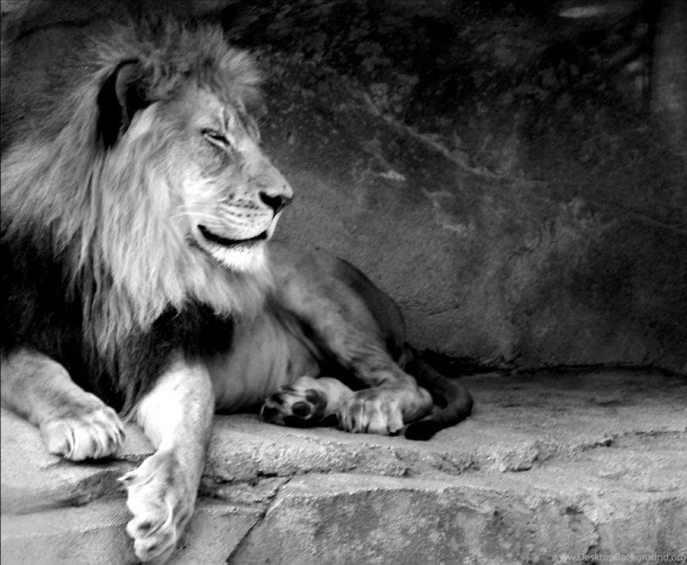 Африканский Лев черно белые