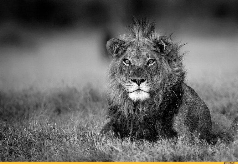 Лев черно белый