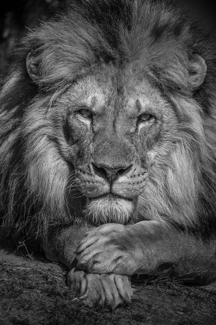 Лев черно белое фото