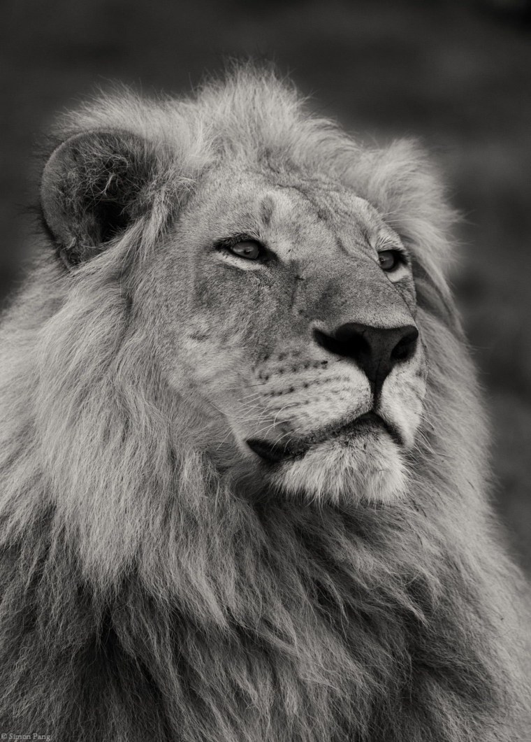 Постер "Лев"