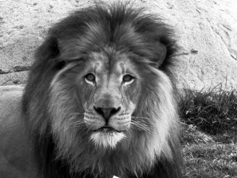 Фотограф животных Дэвид Ярроу