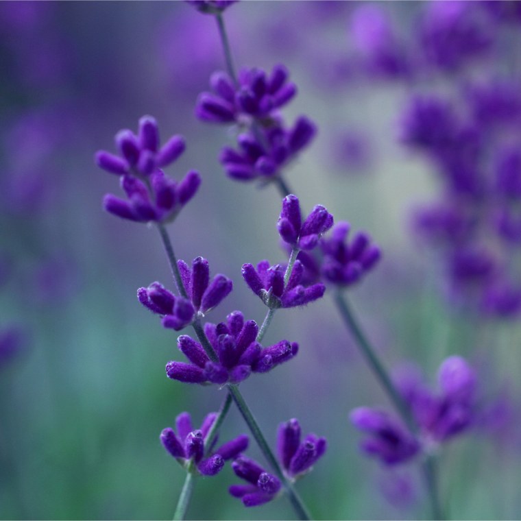 Лаванда французская Мирей