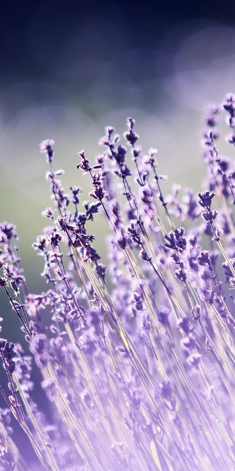 Лаванда Бичвуд