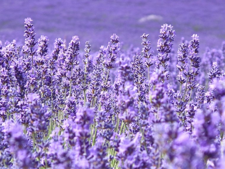 Сиреневый Прованс