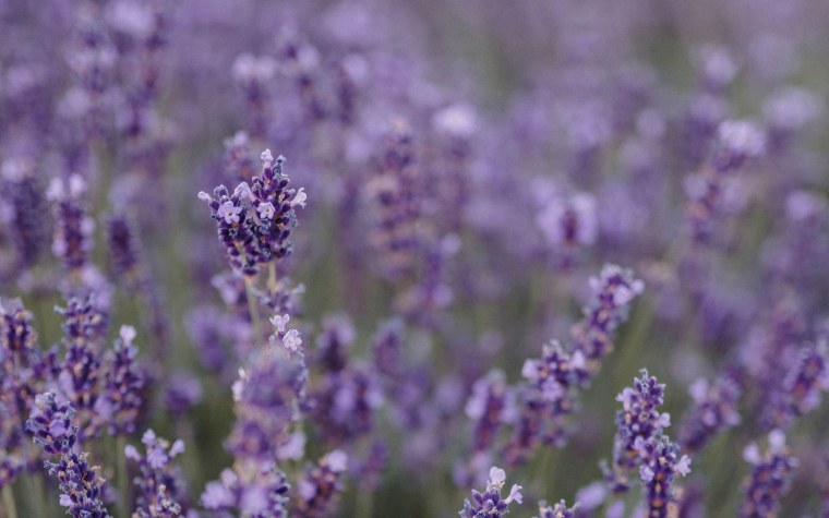 Лаванда обои