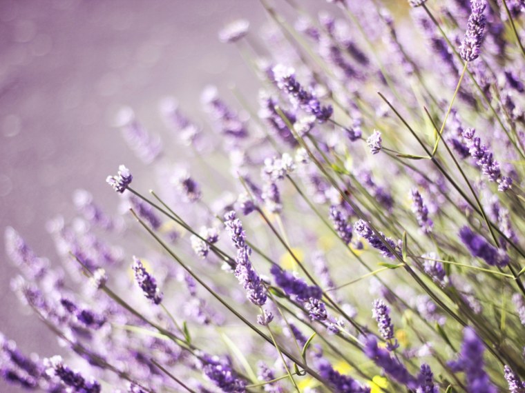Лавандолавандовый цвет