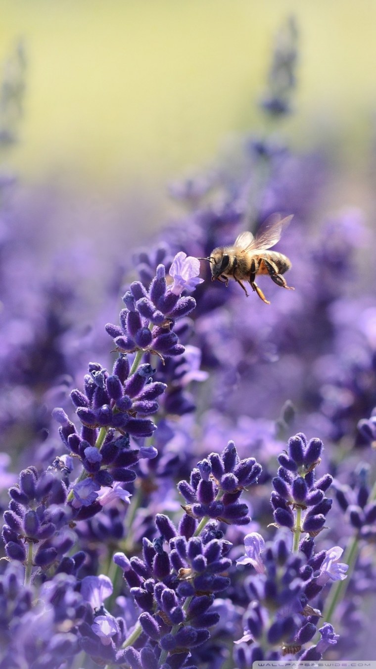 Цветы фиолетовые Лаванда с ромашками