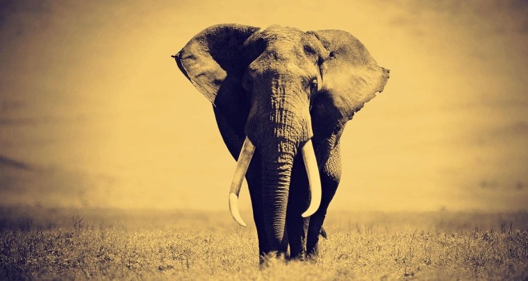 Фон со слонами