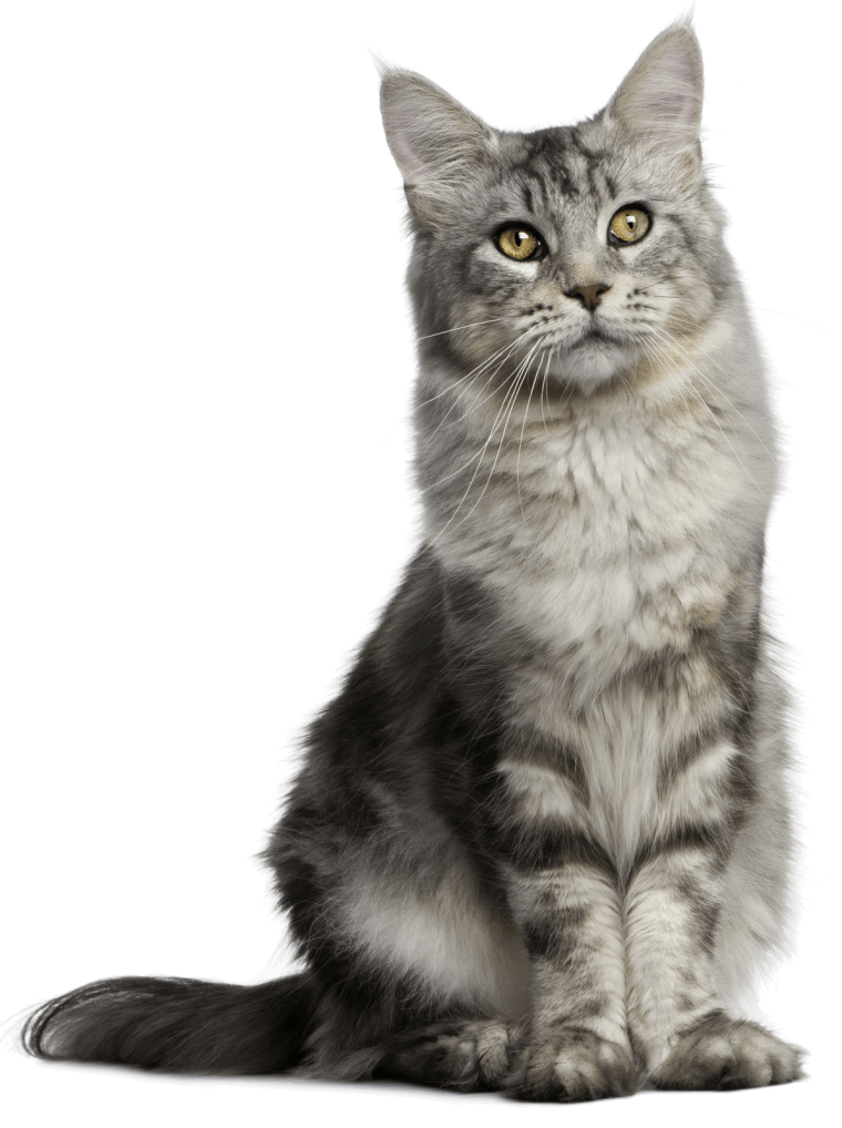 Бурмилла длинношерстная