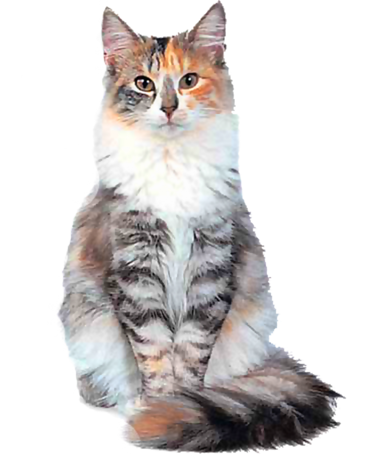 Кошка на прозрачном фоне