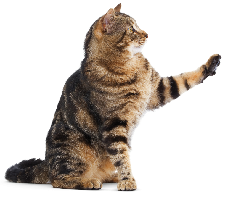 Серенгети кошка