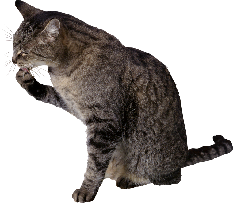 Кошка без фона