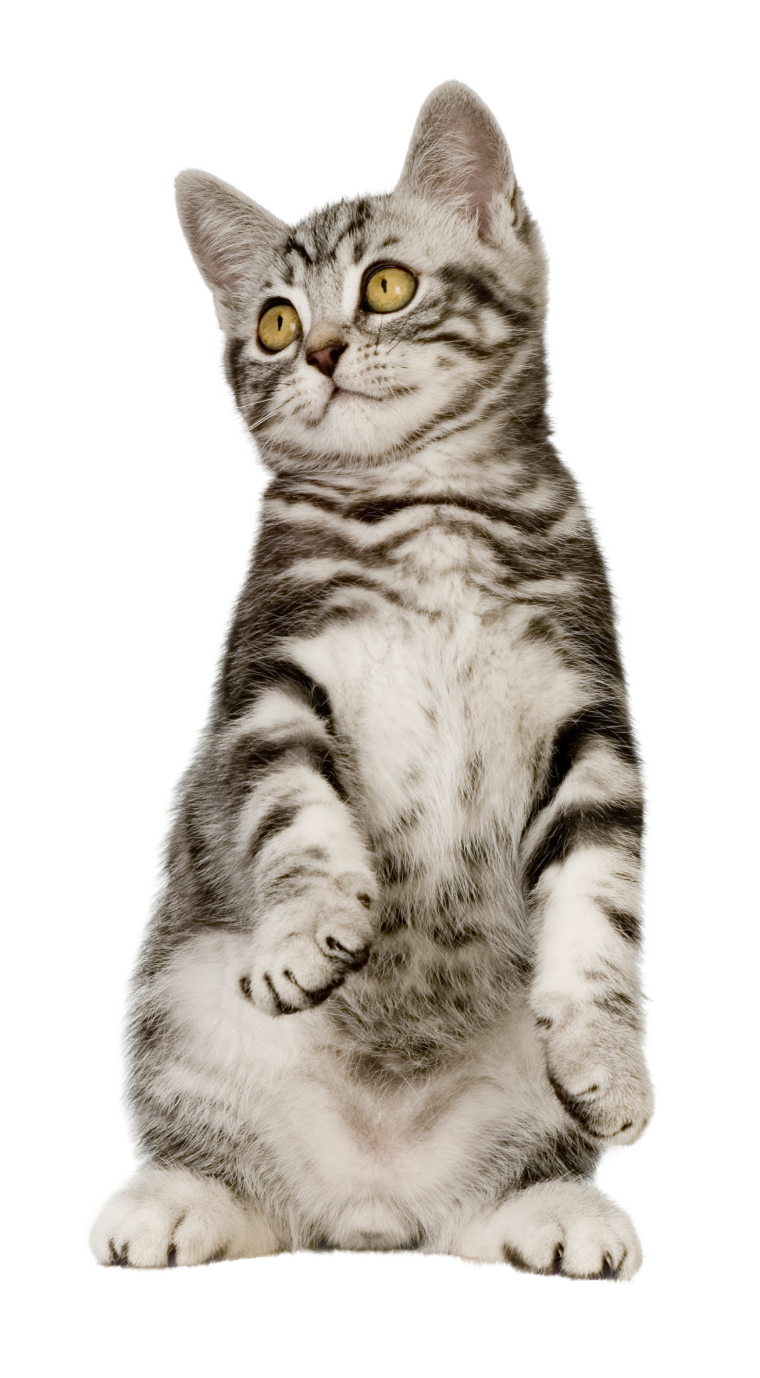 Белый кот на белом фоне