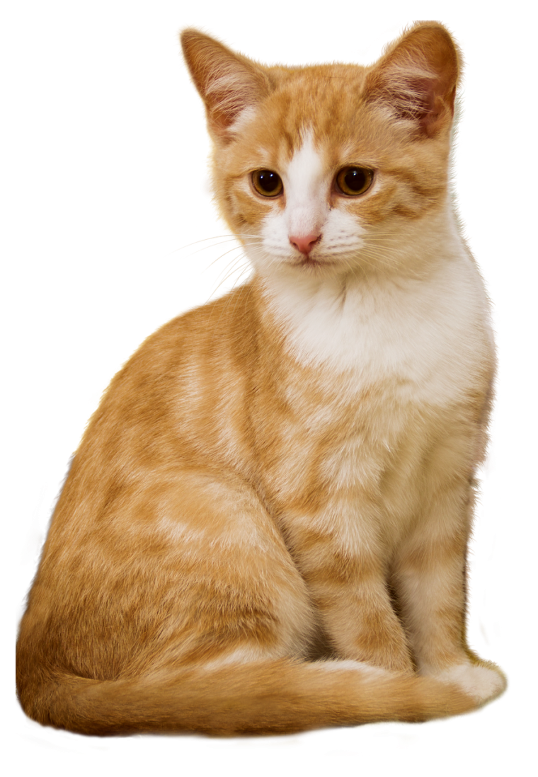 Британский кот на белом фоне