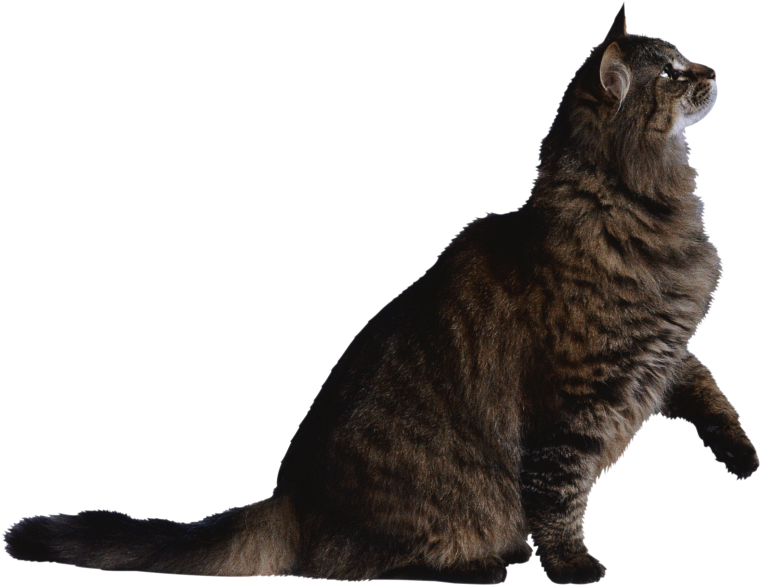 Кот на белом фоне