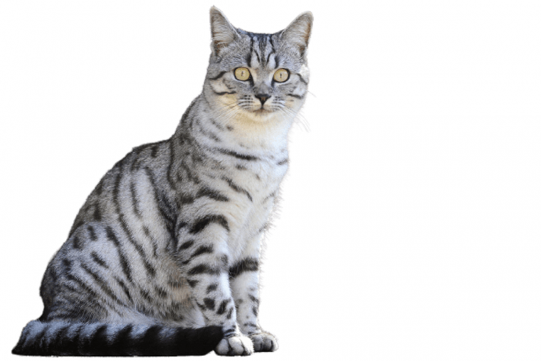 Пушистая кошка