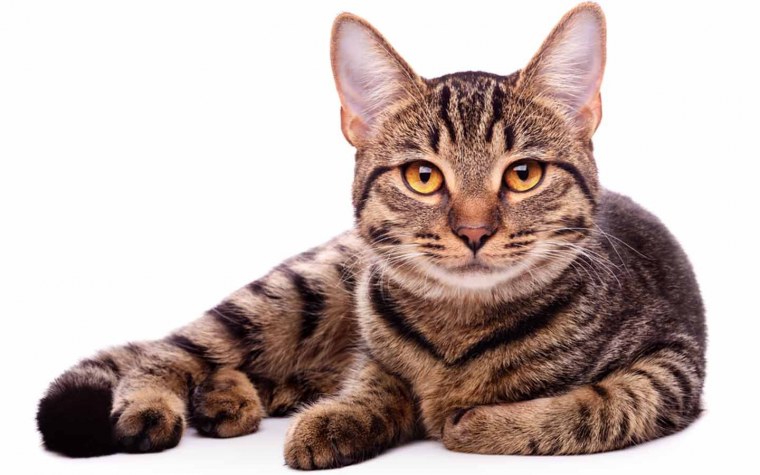 Рыжая кошка на белом фоне