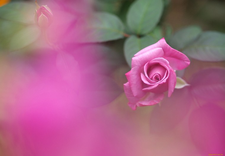 Фон цветочный нежный