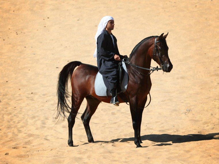 Арабская лошадь в пустыне
