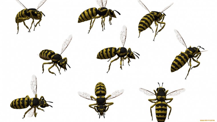 Оса рисунок на белом фоне