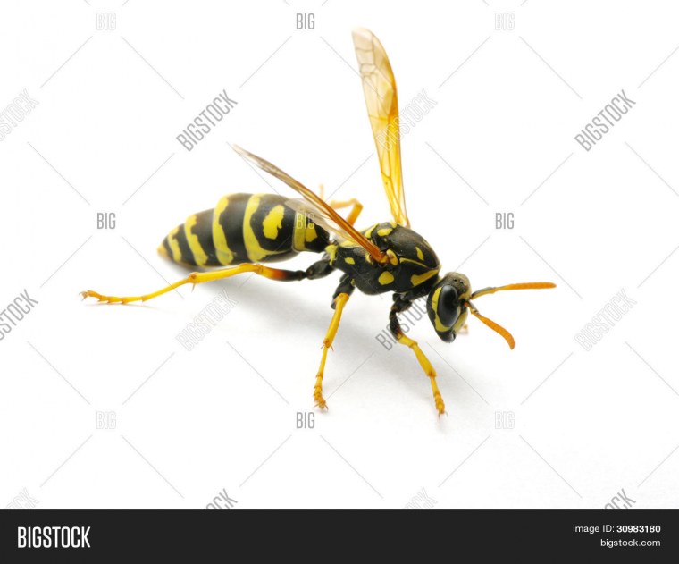 Пчела вектор