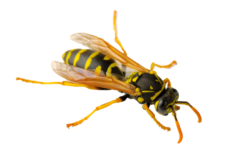 Земляные осы на белом фоне