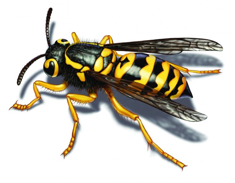 Vespula vulgaris