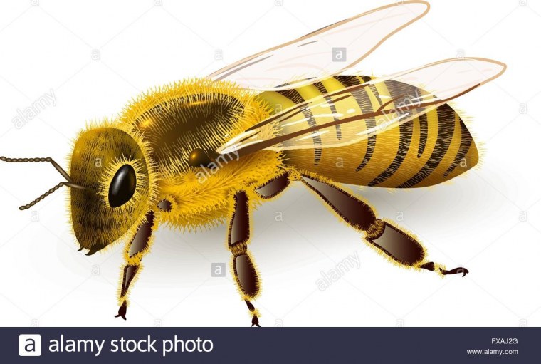 Шершень обыкновенный жало