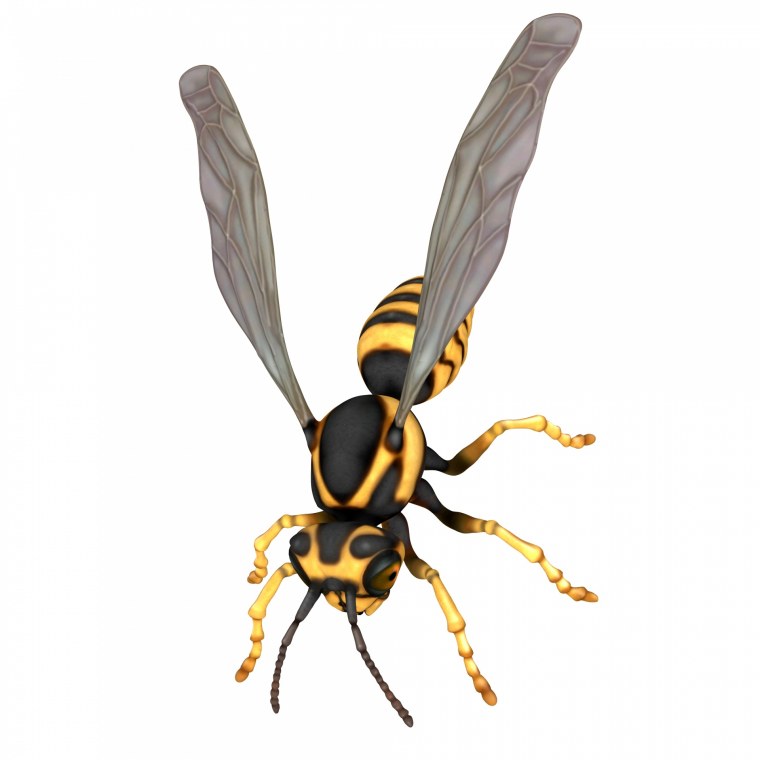 Оса на прозрачном фоне