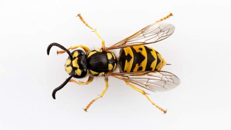 Оса на белом фоне настоящая