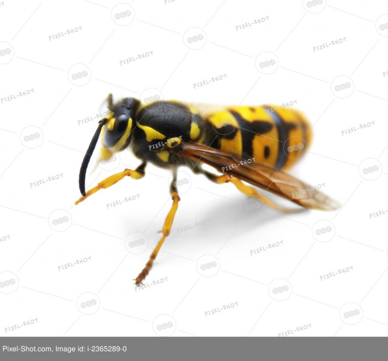 Оса для детей