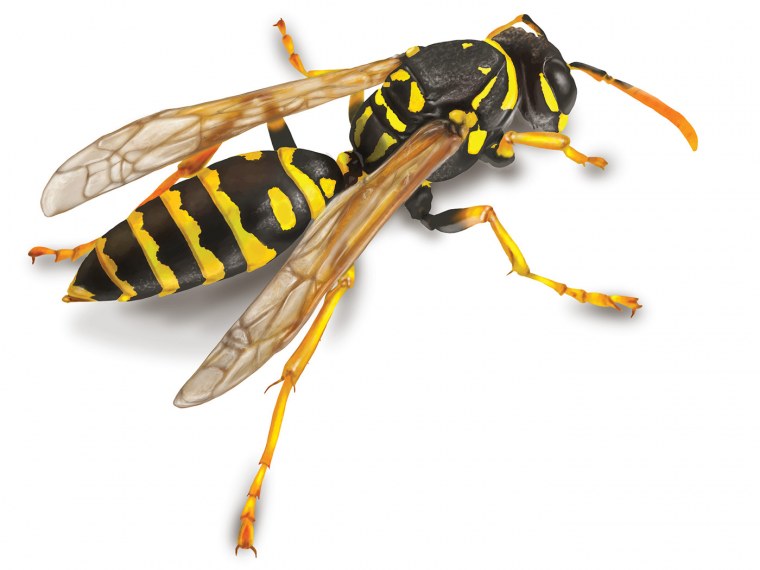 Осы в Турции