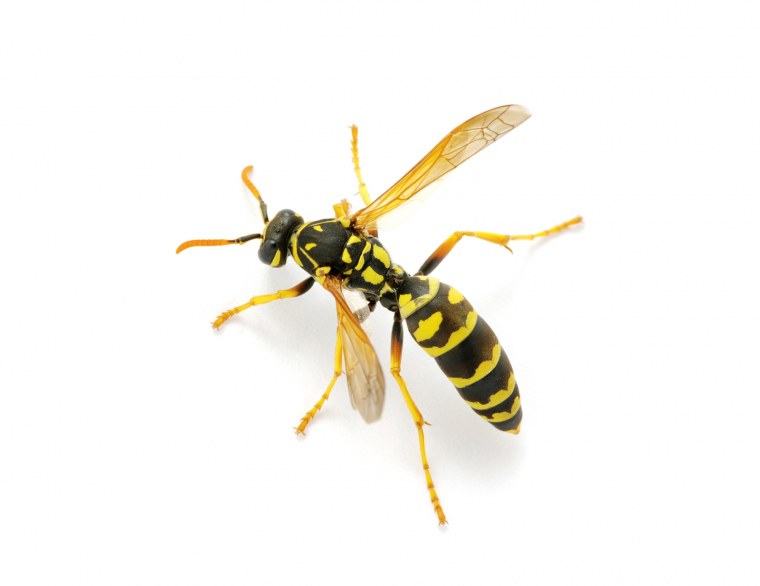 Оса занятие для детей