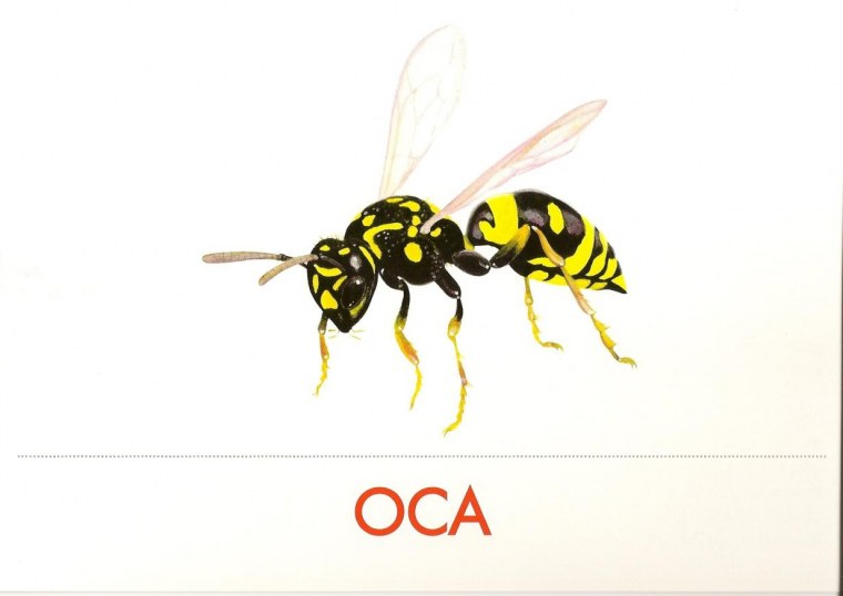 WLLPER Yellow Jacket