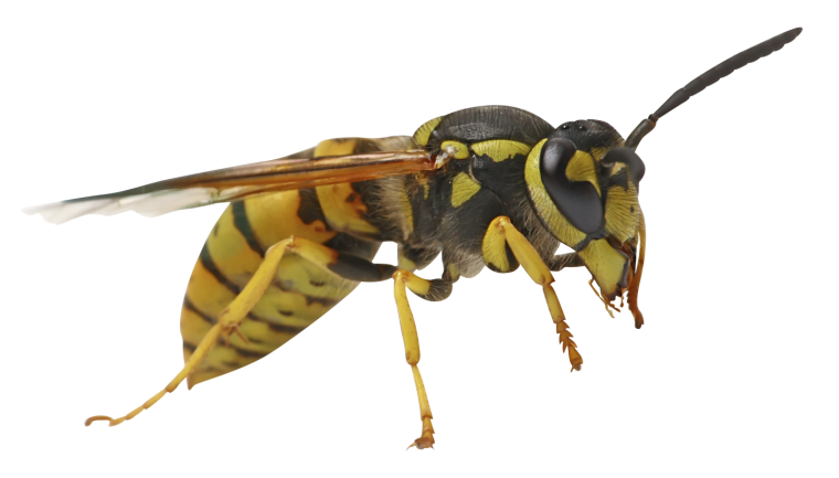 Оса на белом фоне для детей