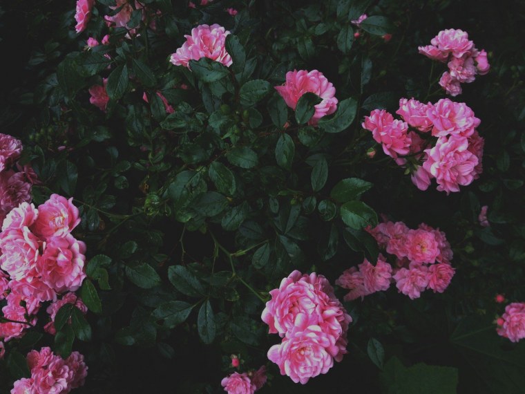 Розовый фон