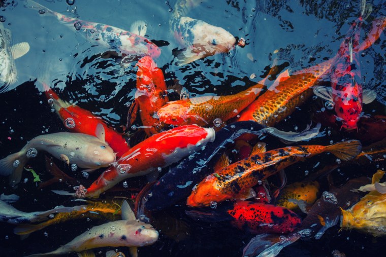 Обои на рабочий стол Золотая рыбка