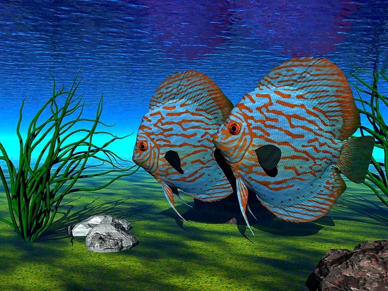 Оранжевая рыба аниме