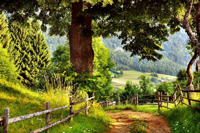 Природа лес деревня