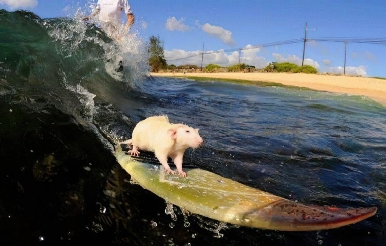 Белочка с чемоданом