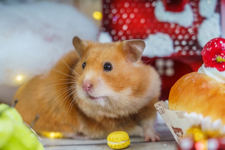 Хомяк на горе