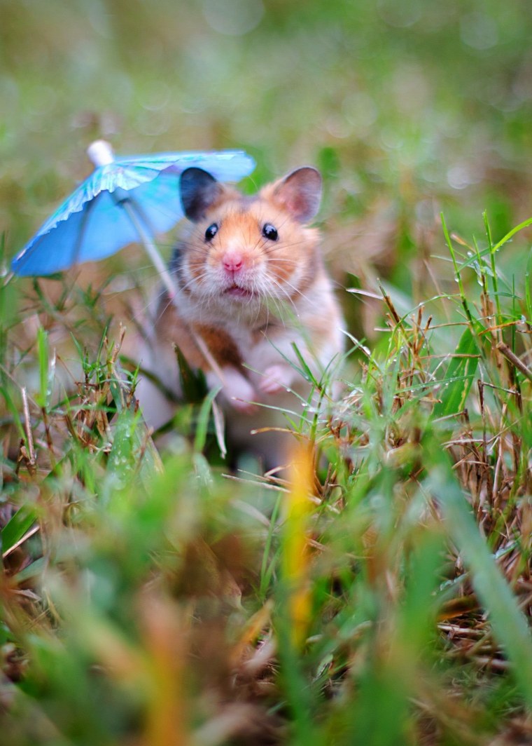 Одетые хомяки